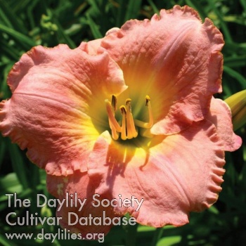 Daylily Dance Til Dawn